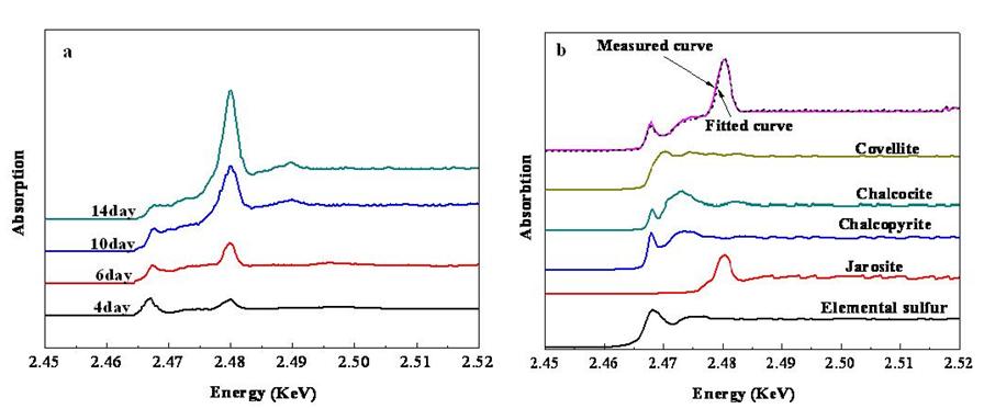 纯的和混合高温菌浸出黄铜矿过程中的硫氧化活性和硫形态