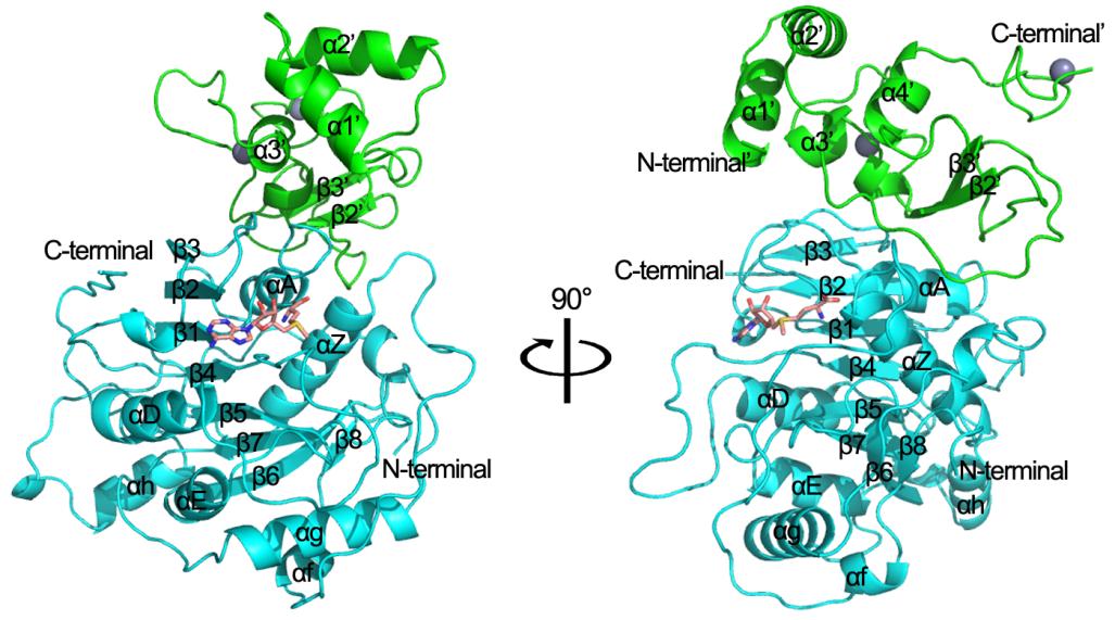 SARS冠状病毒nsp16/nsp10蛋白复合物：一种新的核糖核酸甲基转移酶