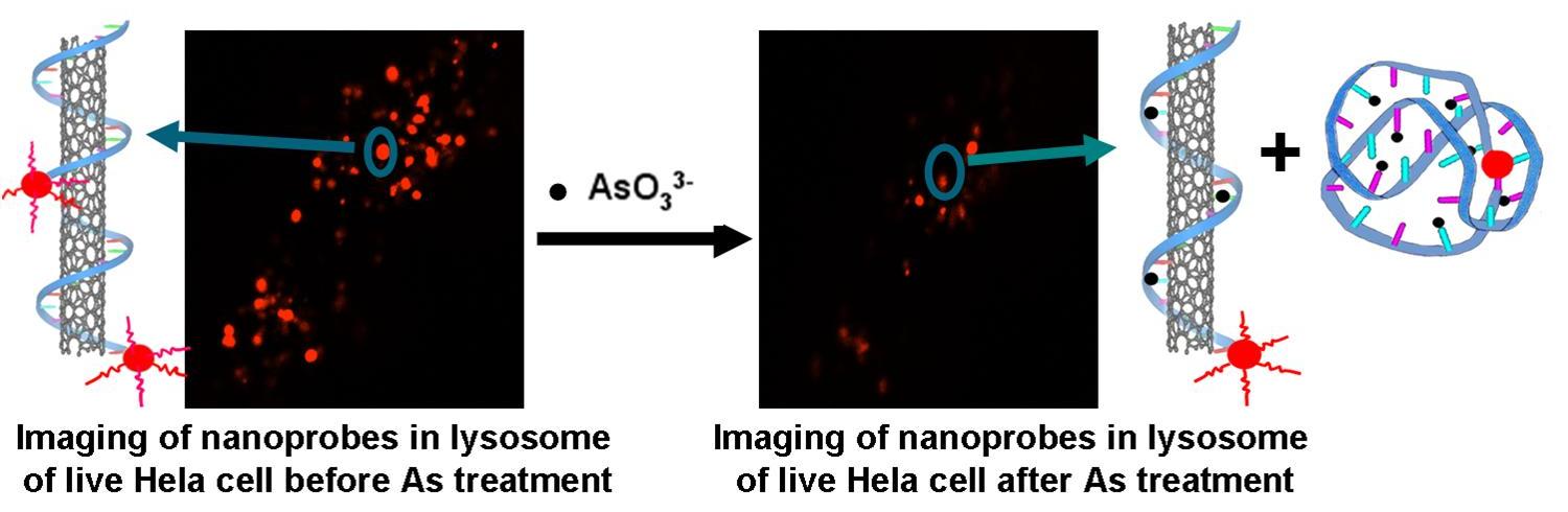纳米探针用于定量检测活细胞内飞克量级的亚砷酸根离子