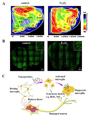 纳米氧化铁对小胶质细胞的活化与增殖作用