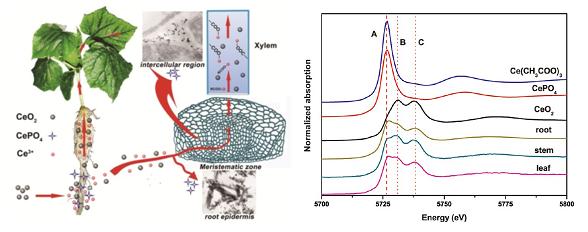 纳米二氧化铈在黄瓜植株中的转化