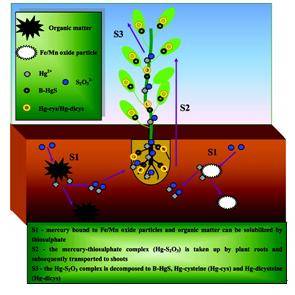 硫代硫酸铵处理植物体中汞的赋存形态