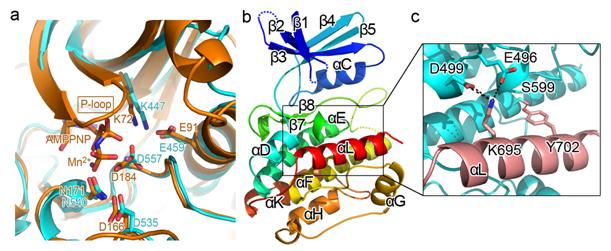 人类RSK1 C端蛋白激酶结构域自抑制机理的结构研究