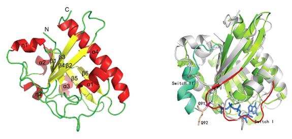 酿酒酵母转录因子Cdc73 C-terminal 的结构