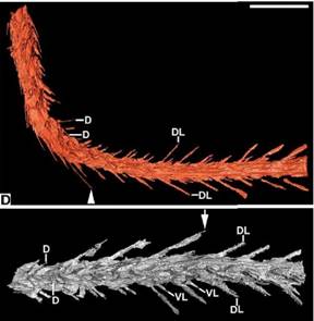 同步辐射助力第一块琥珀中恐龙标本的发现