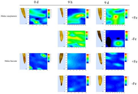 铁高效型苹果基因型中活性氧起调控缺铁适应性反应的作用：活性氧产生增强的早期响应机理