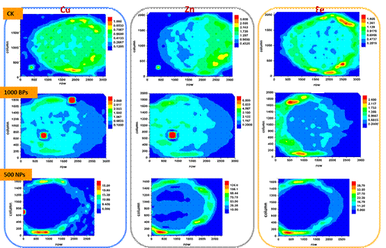 氧化铜纳米颗粒在土壤-水稻系统中的迁移转化机制