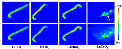 五种纳米钙钛矿对大型蚤的慢性毒性的研究：基于结构的毒性机制