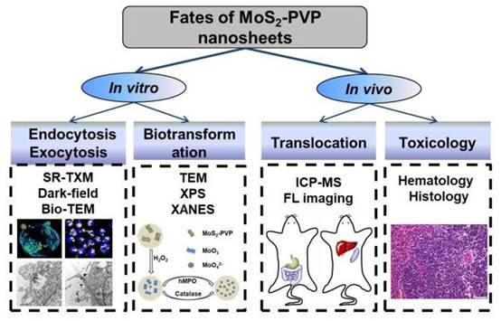 同步辐射技术研究二维MoS2纳米材料和生物体的相互作用规律