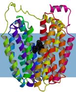 Structure and mechanism of the lactose permease of Escherichia coli.